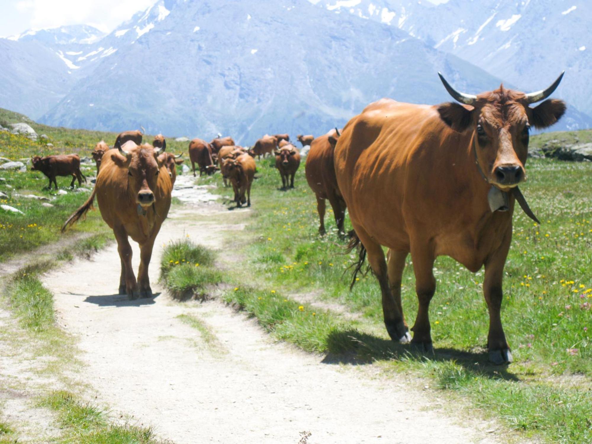 Aux Portes Du Parc National De La Vanoise Appartement Termignon Val Cenis Avec Wifi エクステリア 写真