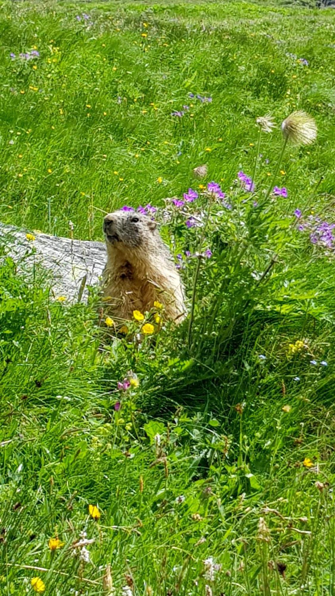 Aux Portes Du Parc National De La Vanoise Appartement Termignon Val Cenis Avec Wifi エクステリア 写真